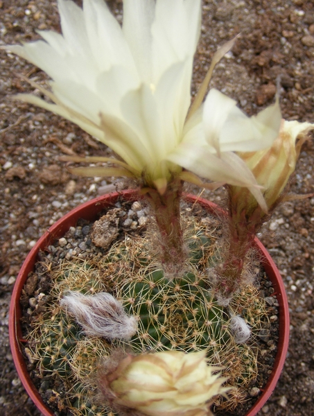 lobivia  .arachnacantha  white