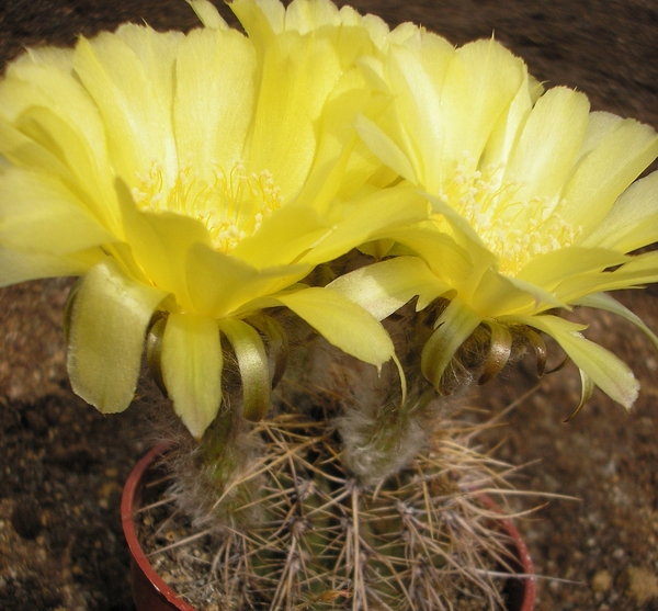 lobivia .aurea.v.robustios