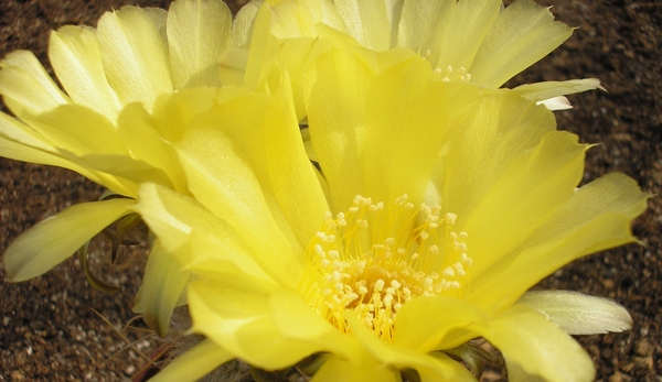 lobivia .aurea.v.robustios.  2