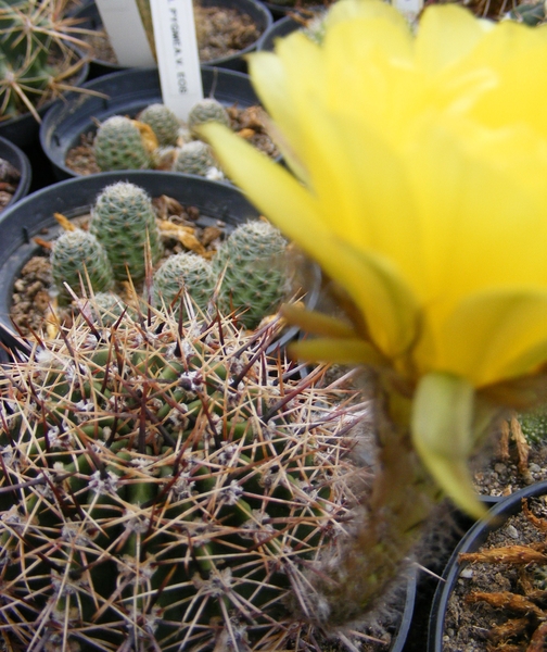 lobivia aura . v . fallax.                              2