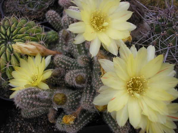 lobivia.silvesterii  yellow