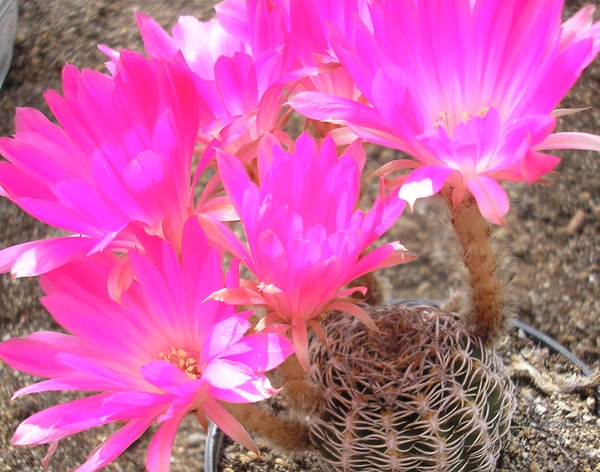 lobivia.winteriana.  2