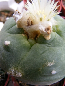 lophophora . diffusa . v . swobodalana  kkr 570