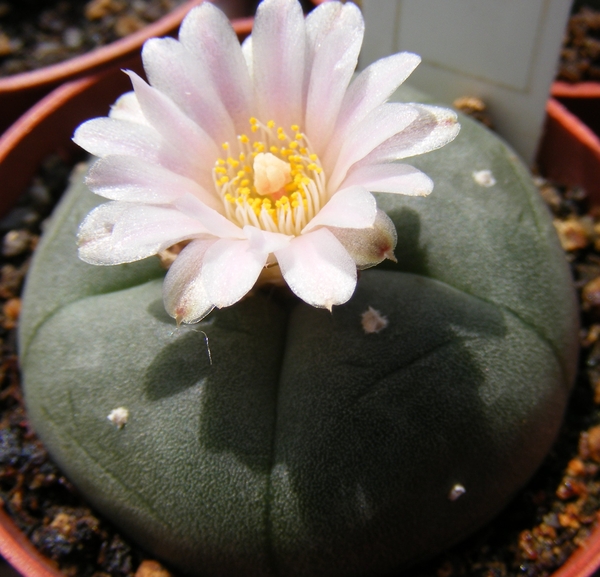 lophophora . williamsii