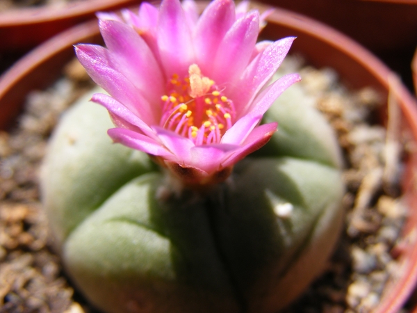 lophophora. jourdaniana