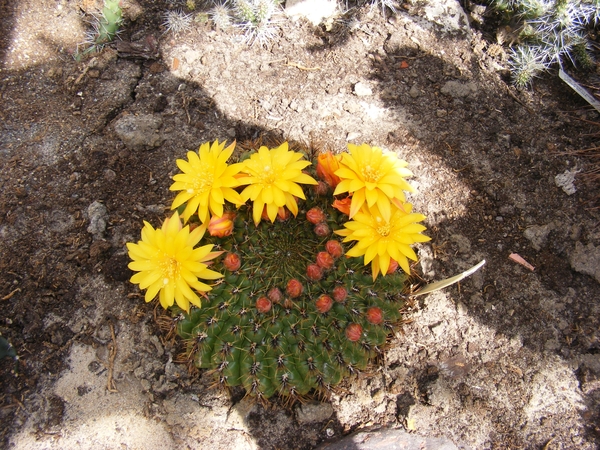 matucana  aureiflora