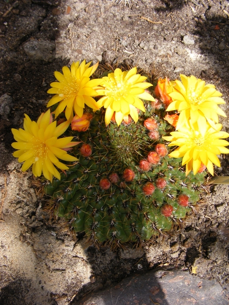 matucana  aureiflora.                             2