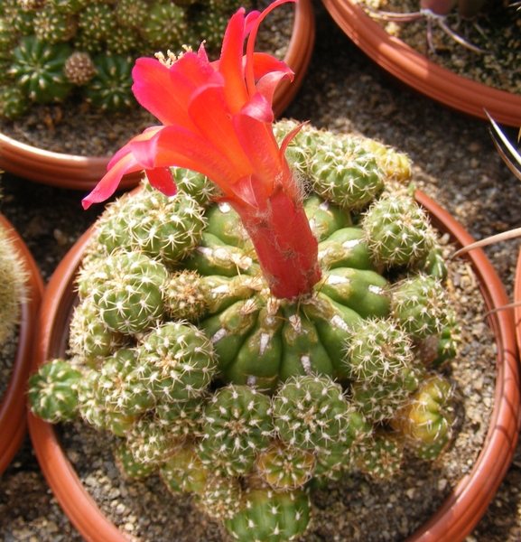 matucana  polzii