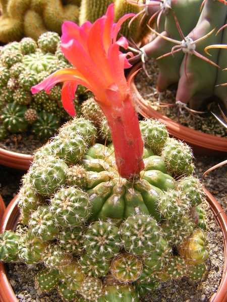 matucana  polzii.                                          2