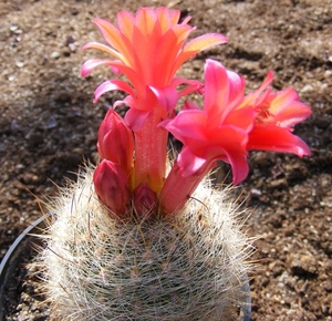 matucana. haynei . v . breviflora