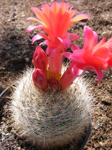 matucana. haynei . v . breviflora.                               