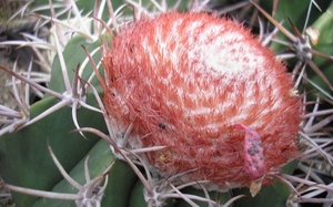 melocactus bahainsis