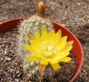 mila  caespitosa.     kk 243