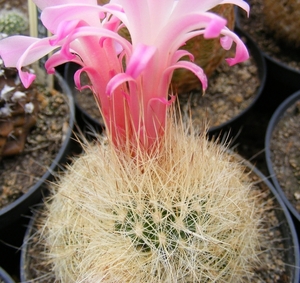 matucana haynei . v . cephalophora