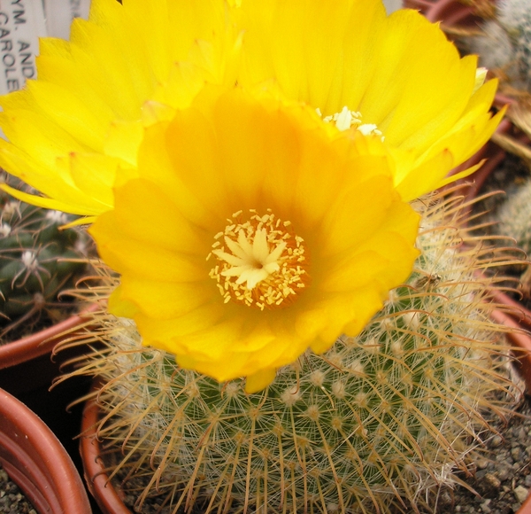 parodia  chrysacanthion