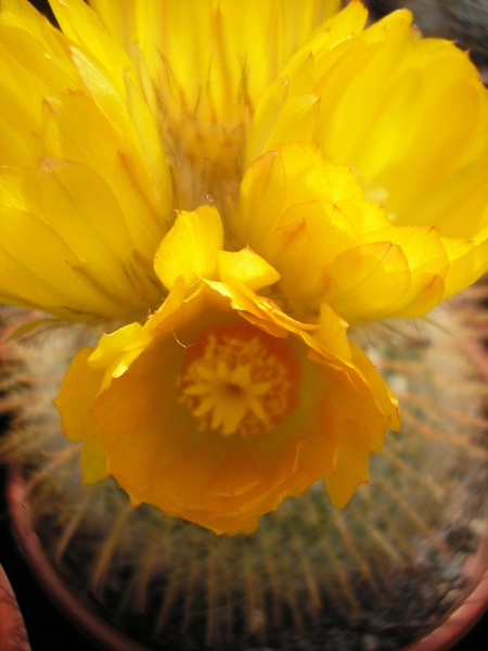 parodia  chrysacanthion6