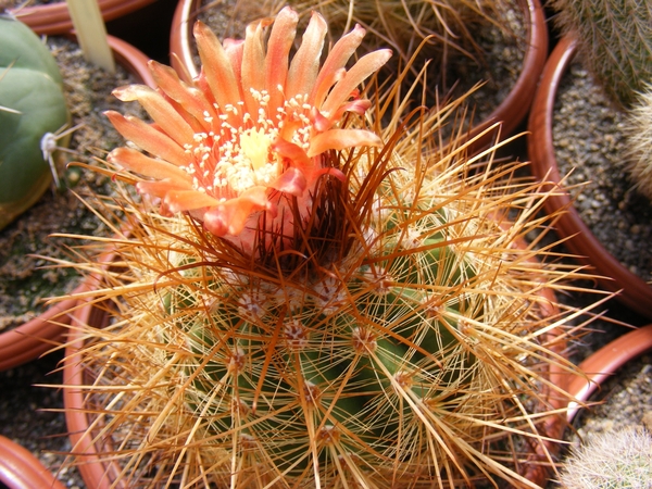 parodia  obtusa