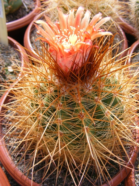 parodia  obtusa.                                              2