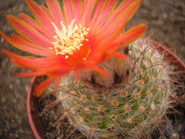 parodia .dichroacantha  rood    3