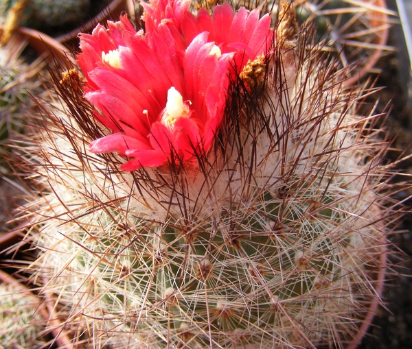 parodia setosa   p 17