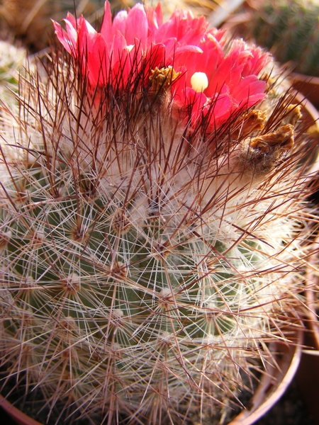 parodia setosa   p 17.  2