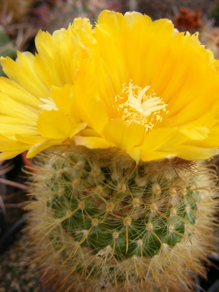 parodia. aurespina