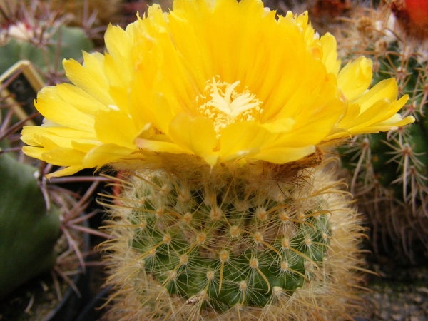 parodia. aurespina.                                         2