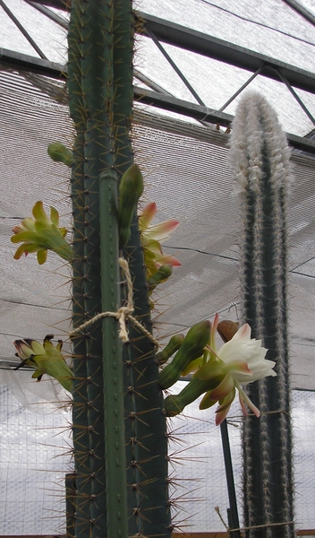 pilo palmeri-cereus fobesi