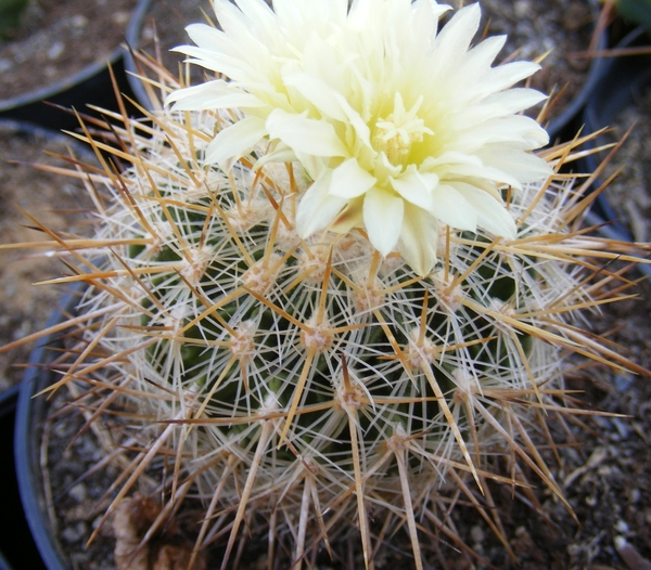 stenocactus albatus