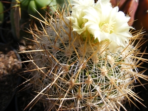 stenocactus albatus.                                2