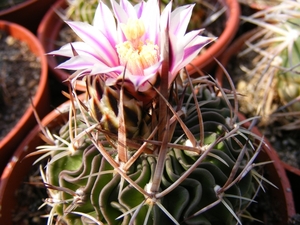 stenocactus. erectocentrus