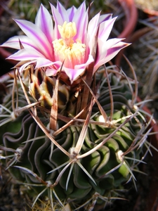 stenocactus. erectocentrus.                          2