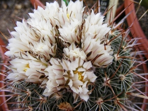 stenocactus. zacatecasensis