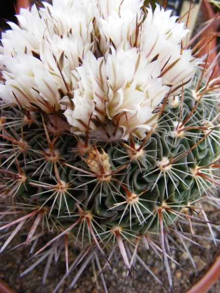 stenocactus. zacatecasensis.                               2