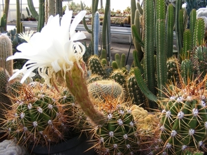 trichocereus  candicans