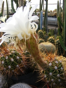 trichocereus  candicans.                                         