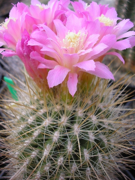 weetneop subgibbosa clavata.v.nigrihorisa  2