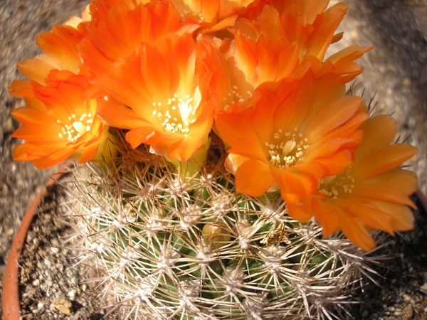 weingartia buiningiana