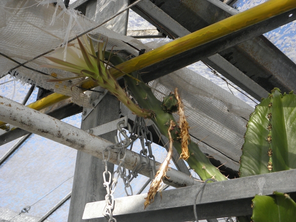 cereus  quadranglarus                                            