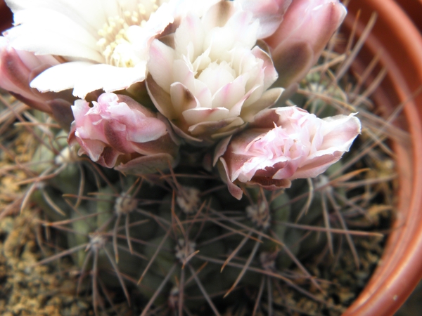 gymnocalycium  andrea . v . sp carolemense