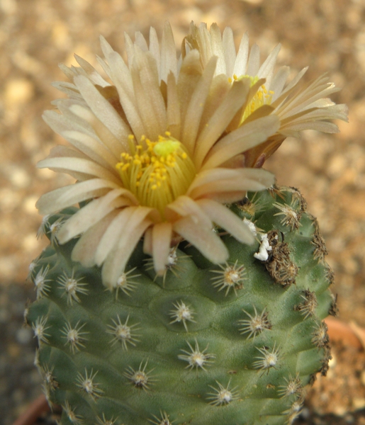 pediocactus  despainii   sb 989  ( emory  co  utha )