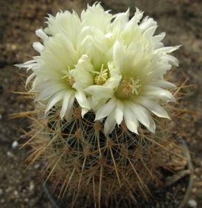 stenocactus  albatus