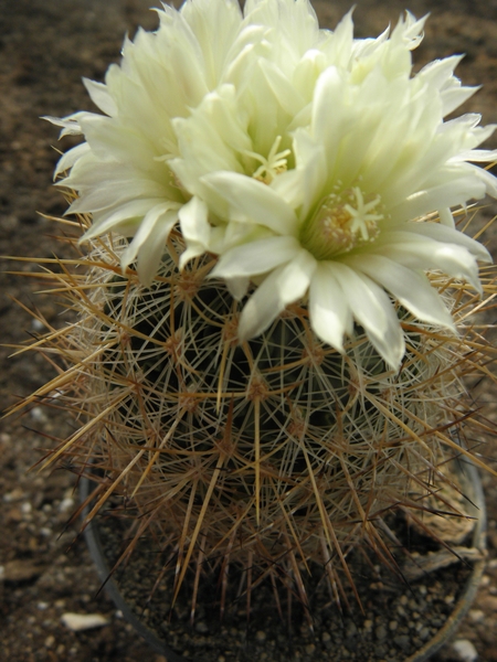 stenocactus  albatus.                                         2