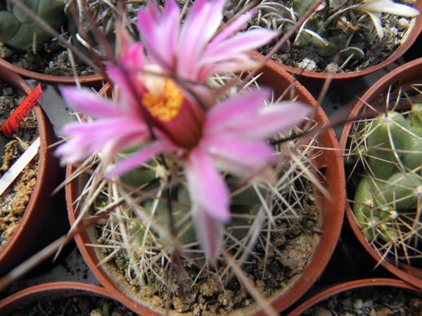 coryphantha   runjonii.                                          