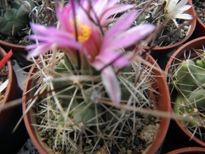 cotyphantha   runjonii