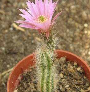 wilcoxia  schmollii . v . nervispina