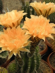 echinopsis    xxxxxxxxxxxx