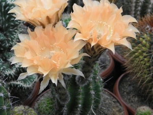 echinopsis   xxxxxxxxxxxxxxx