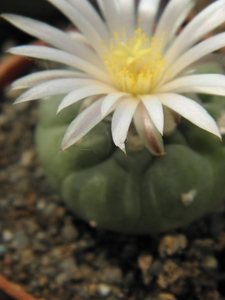 lophophora   virdescensis   ( east of cerritos san bartolo )