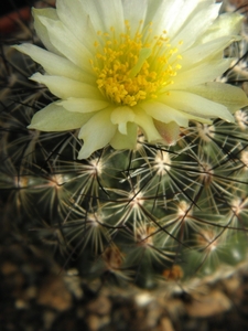 pediocactus   simpsonii    bb 94-3  ( malta id )                 